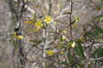 Yellow jessamine